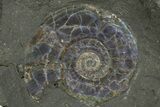 Two Iridescent Ammonites (Psiloceras) - England #316381-4